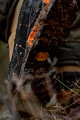 Buty Harkila Saxnas GTX 11111 Mid Brown/orange