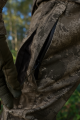 Spodnie Harkila Forest Hunter GTX Camo 11075 AXIS MSP®Darkwood