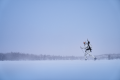 Kurtka myśliwska Harkila Winter Active WSP